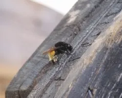 abejorro