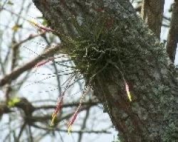 bromelia