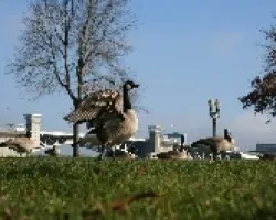 Branta canadensis