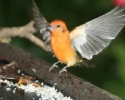 Naranja
