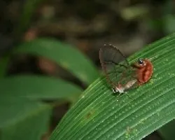 Cithaerias menander