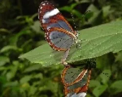 Ithomia patilla