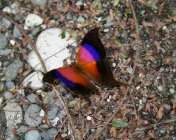 Marpesia iole