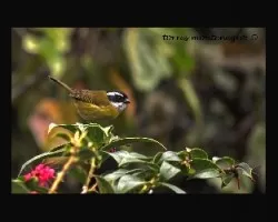 Sooty-capped Bush Tanager