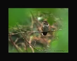 Selasphorus scintilla (hembra)