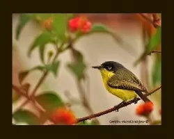 Common-Tody Flycatcher (Todirostrum cinereum)