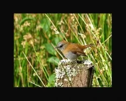 Catharus gracilirostris cantando