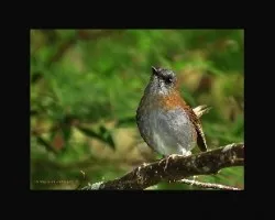 Catharus gracilirostris retrato