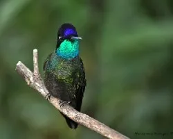 Eugenes fulgens