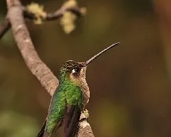 Eugenes fulgens hembra