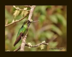 Eugenes fulgens hembra
