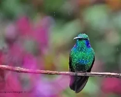 Colibri thalasinnus