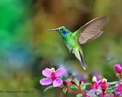 Colibri thalasinnus en vuelo!