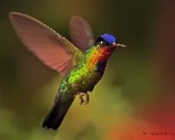 Panterpe insignis en vuelo