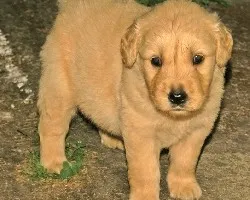 CACHORROS