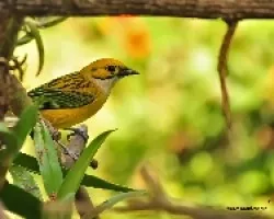 Tangara icterocephala
