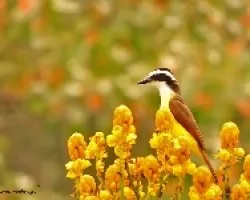 Pitangus sulphuratus