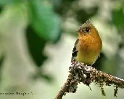 copetoncillo