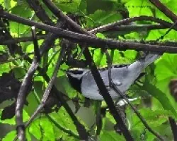 Vermivora chrysoptera