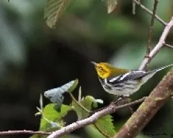 Dendrica virens