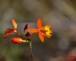 orquidea