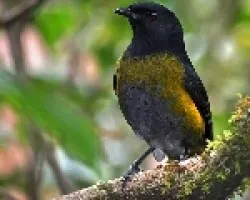 Black and Yellow Silky-Flycatcher