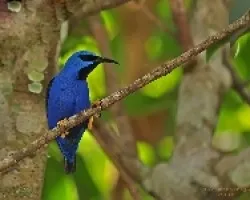 Cyanerpes lucidus
