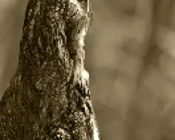 Nyctibius griseus