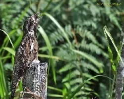 Nyctibius griseus