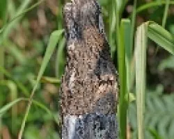 Nyctibius griseus