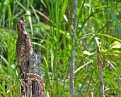 Nyctibius griseus