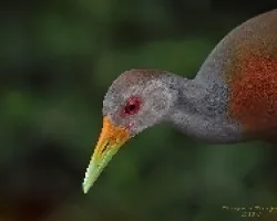 Aramides cajaneus