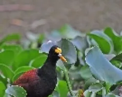 Jacana