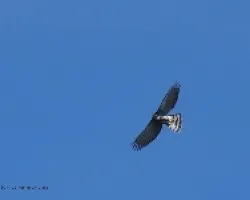 ornate eagle-hawk 