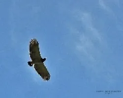 Barred Hawk