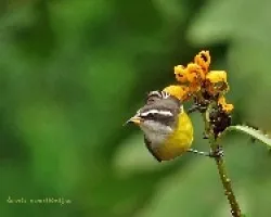 bananaquit