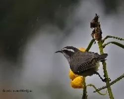 bananaquit