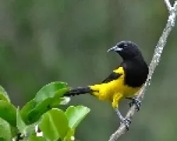 Icterus prosthemelas