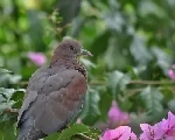 Patagioenas flavirostris