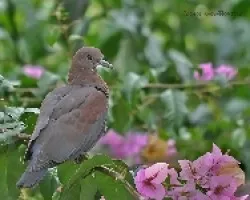 Patagioenas flavirostris...