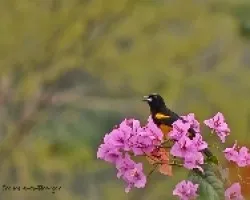 Icterus prosthemelas