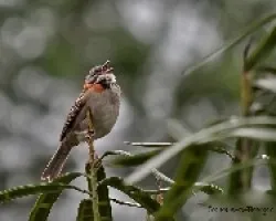 Zonotrichia capansis singing