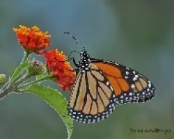 Danaus plexippus