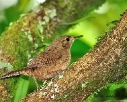 house wren