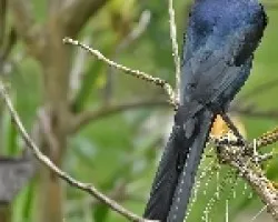 Quiscalus mexicanus