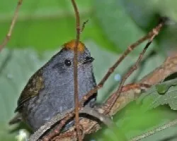 Zeledonia coronata