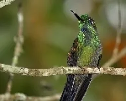 Green-crowned Brilliant