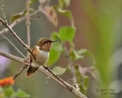 Volcano Hummingbird