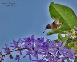 Volcano Hummingbird