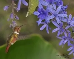 Volcano Hummingbird